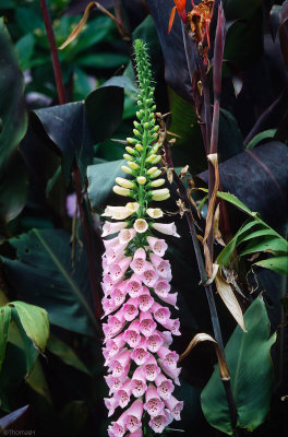 01-32-Botanic Garden