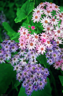 02-03-Wilhelmina Garden