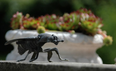 La fourmi de Gournay