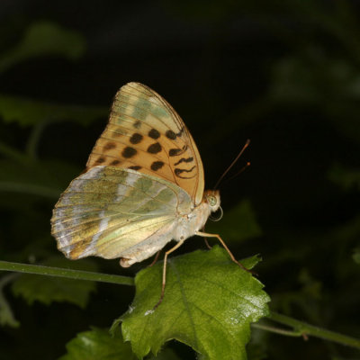 Papillon