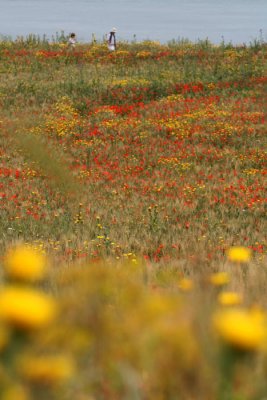 Fleurs sauvages