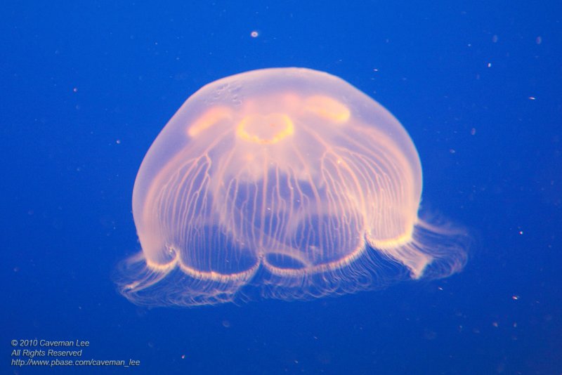 Jellyfish