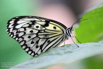 Butterfly in Taipei Zoo