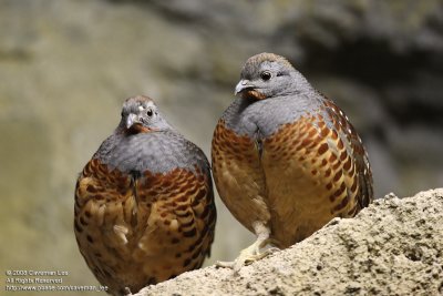 Bamboo Partridge