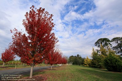 Yarra Valley