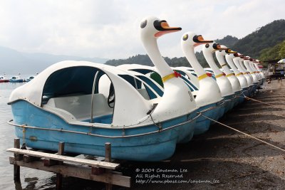 Swan