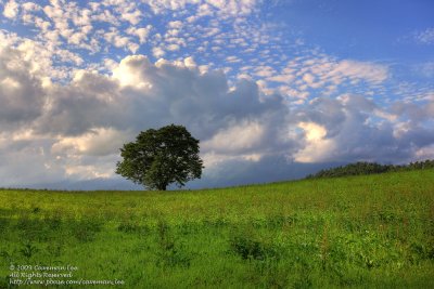 Koiwai Farm pA