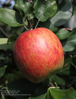 A BIG APPLE