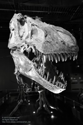 Tyrannosaurus rex