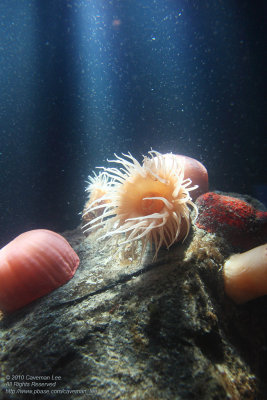 Vancouver Aquarium