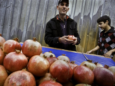 Pomegranate Vendor #13049