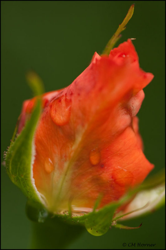 2760 Raindrops on Roses.jpg