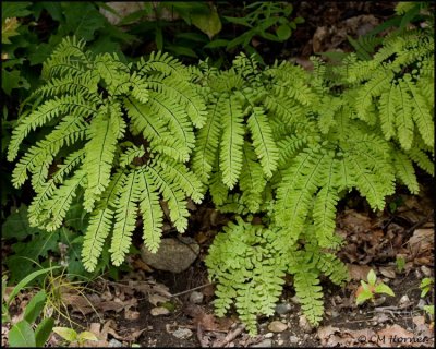 1541 Maidenhair Fern.jpg