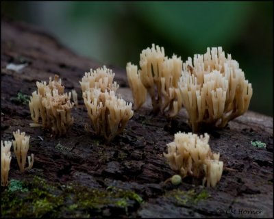 1560 Coral Fungus sp.jpg