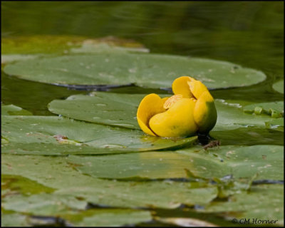 1725 Yellow Pond Lily.jpg