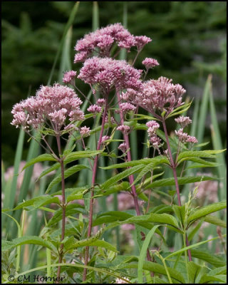 1729 Joe-Pye Weed.jpg