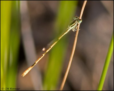 2133 Citrine Forktail.jpg