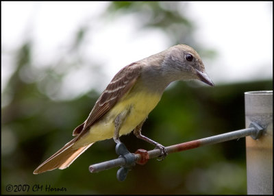 7561 Great Crested Flycatcher.jpg