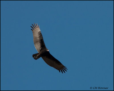 2423 Turkey Vulture.jpg