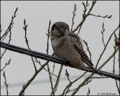 2533 Northern Hawk Owl.jpg