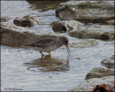 2583 Purple Sandpiper.jpg