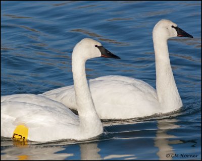 0018 Trumpeter Swans.jpg