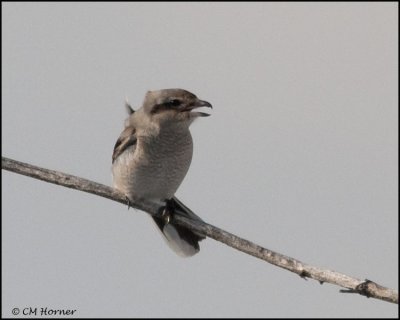 0039 Northern Shrike.jpg