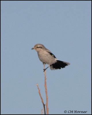 0041 Northern Shrike.jpg