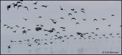 0149 Scaup.jpg