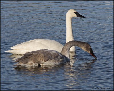 0332 Trumpeter Swans adult and immature.jpg