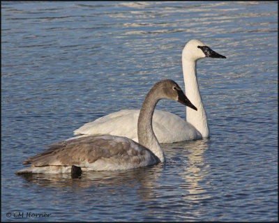 0336 Trumpeter Swans adult and immature.jpg