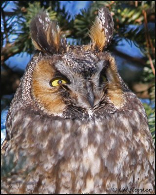 0347 Long-eared Owl.jpg