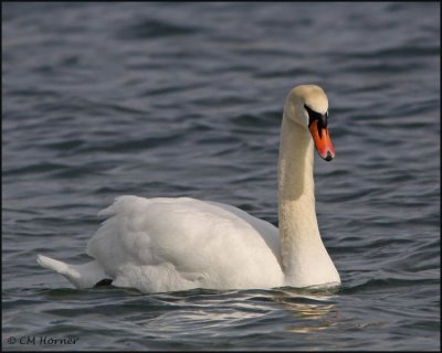 0468 Mute Swan.jpg