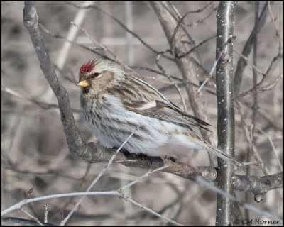 0494 Common Redpoll.jpg