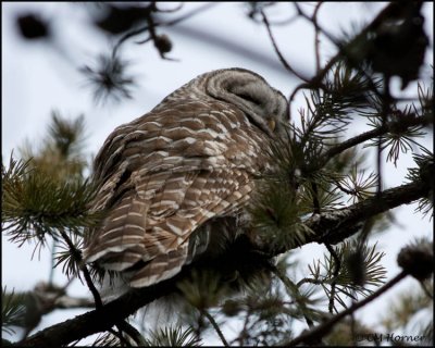 0524 Barred Owl.jpg