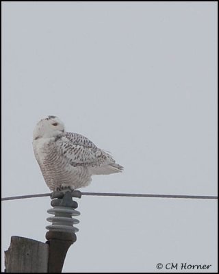 0559 Snowy Owl.jpg