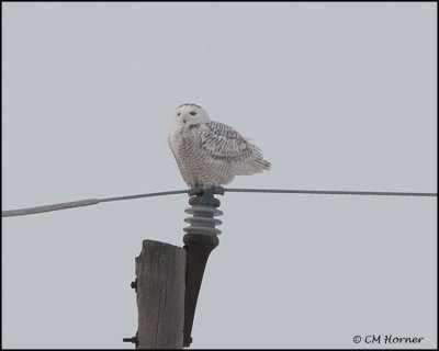 0561 Snowy Owl.jpg