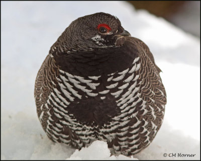 Partridges, Grouse and Turkeys