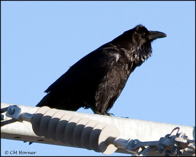 0938 Common Raven.jpg