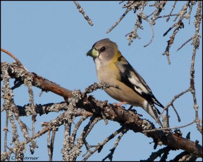 1018 Evening Grosbeak female.jpg