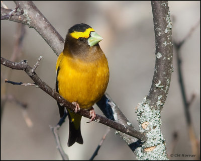 1053 Evening Grosbeak male.jpg