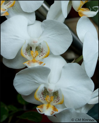 0747 Orchid.jpg