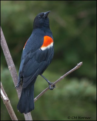 1126 Red-winged Blackbird male.jpg