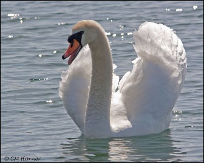 1141 Mute Swan.jpg