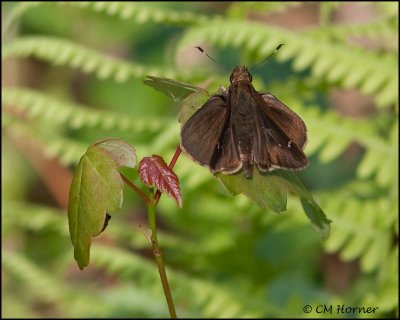 1706 probable Clouded Skipper male