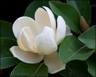 1756 Magnolia.jpg