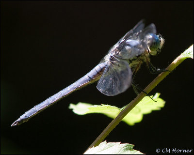 1790 Great Blue Skimmer male