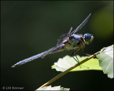 1792 Great Blue Skimmer male