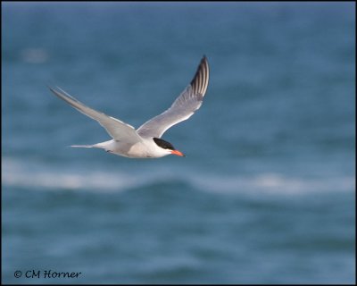 2098 Common Tern.jpg