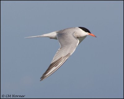 2101 Common Tern.jpg